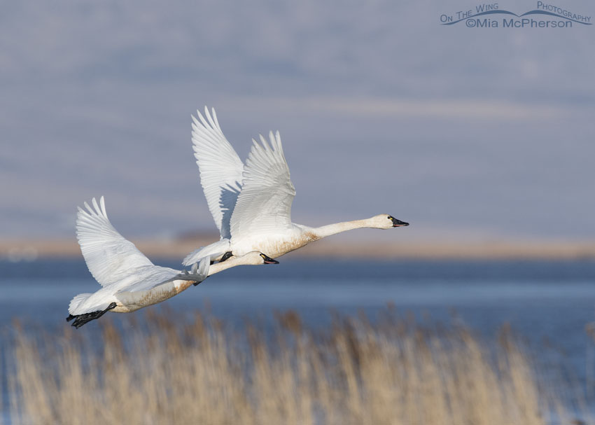 Tundra Swan pair in flight, Bear River Migratory Bird Refuge, Box Elder County, Utah