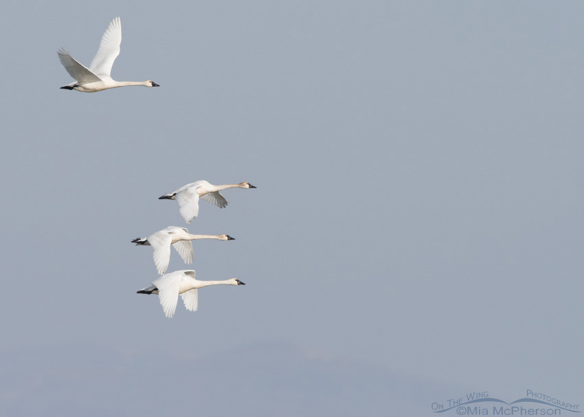 Four Tundra Swans in flight, Bear River Migratory Bird Refuge, Box Elder County, Utah