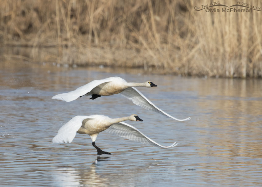 Adult Tundra Swans lifting off, Bear River Migratory Bird Refuge, Box Elder County, Utah