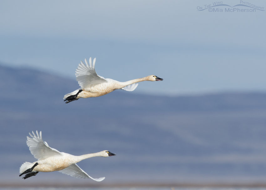 Adult Tundra Swans flying over the marshes at Bear River Refuge, Bear River Migratory Bird Refuge, Box Elder County, Utah
