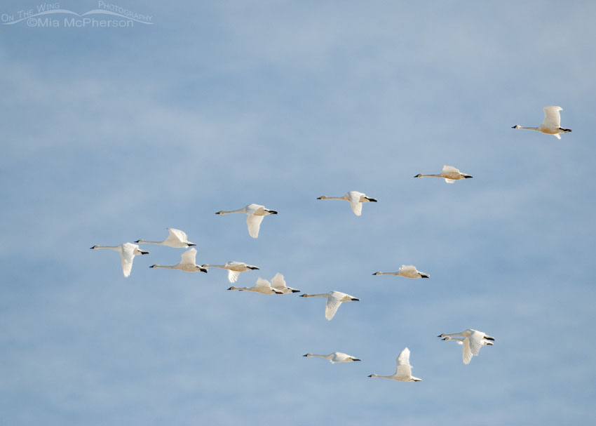 Flock of Tundra Swans in flight over a marsh, Farmington Bay WMA, Davis County, Utah