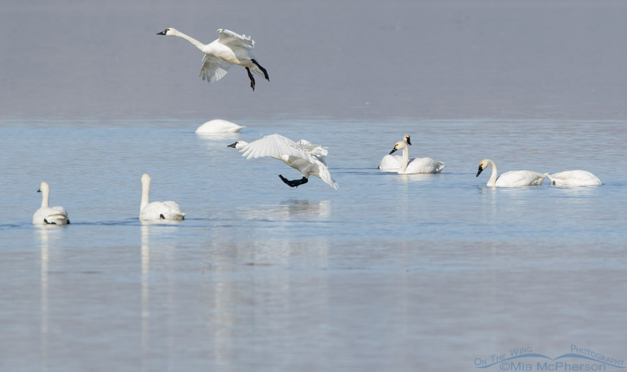 Landing Tundra Swans, Bear River Migratory Bird Refuge, Box Elder County, Utah