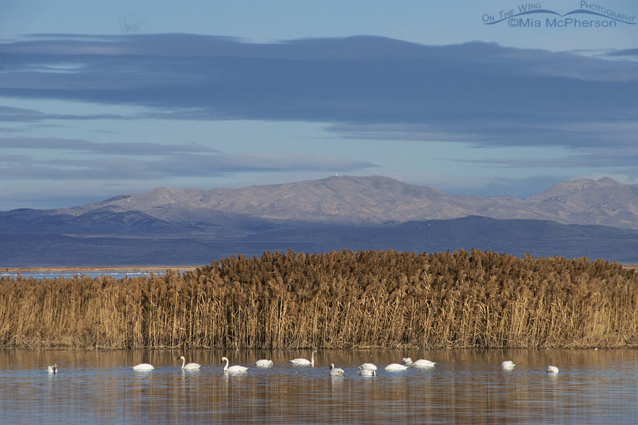 Tundra Swans in the landscape of Bear River Migratory Bird Refuge, Box Elder County, Utah