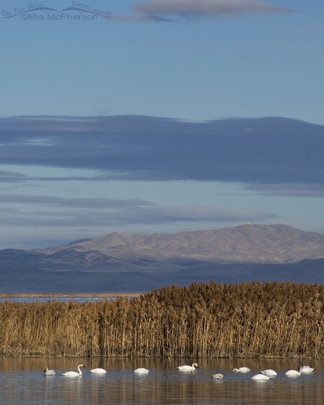 Tundra Swans in the marshes of Bear River Migratory Bird Refuge, Box Elder County, Utah