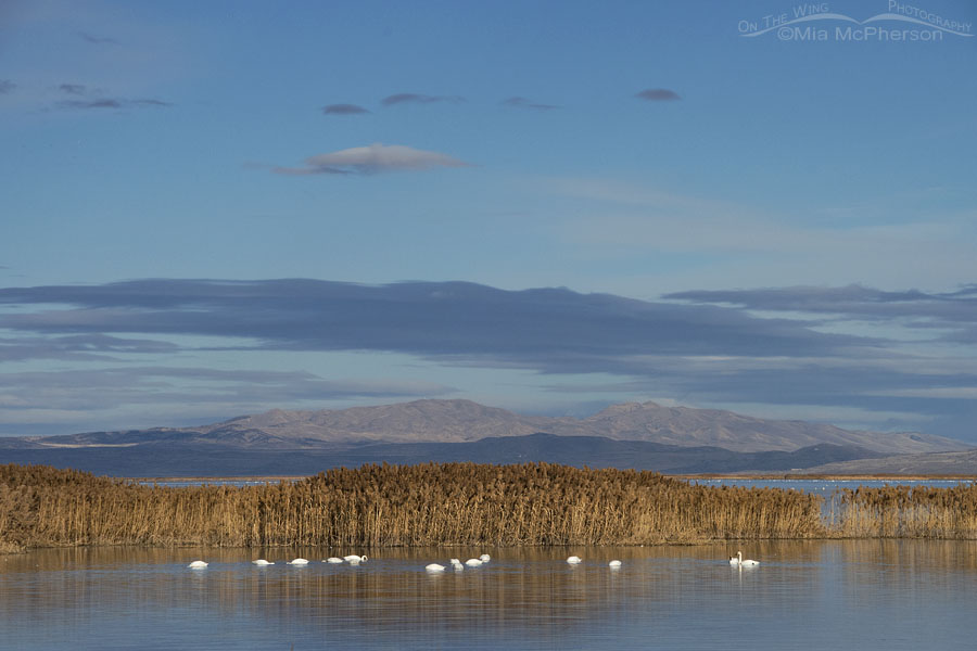 Winter Tundra Swan landscape, Bear River Migratory Bird Refuge, Box Elder County, Utah