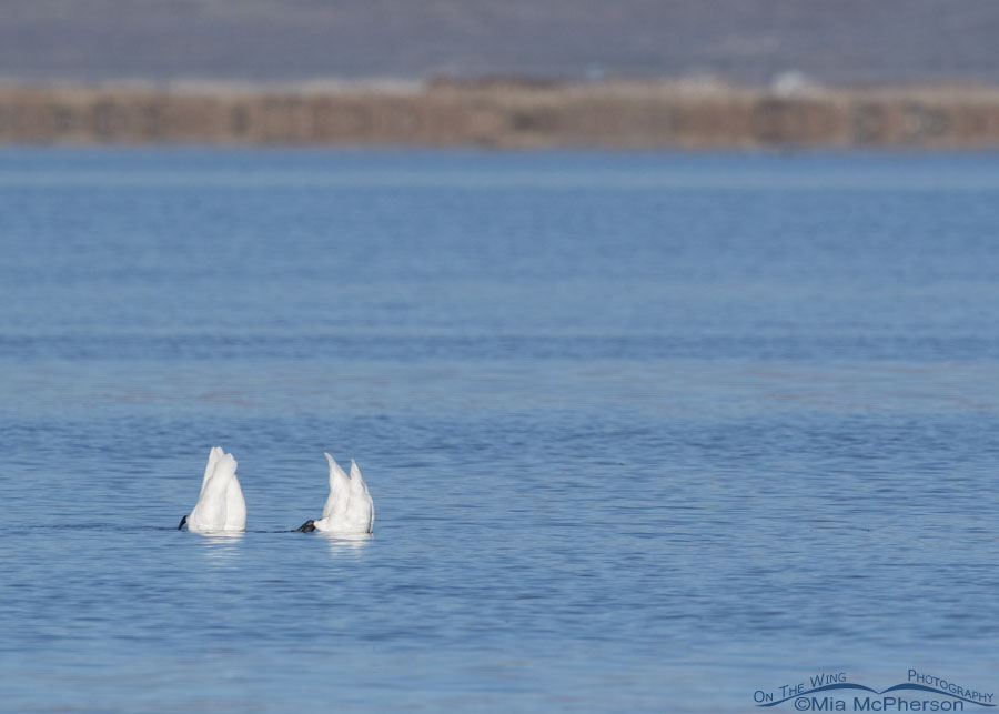 Tundra Swans - Bottoms Up, Bear River Migratory Bird Refuge, Box Elder County, Utah