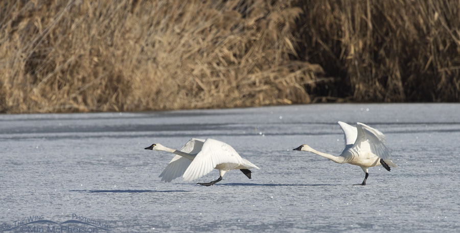 Tundra Swans running on ice at Bear River Migratory Bird Refuge, Box Elder County, Utah