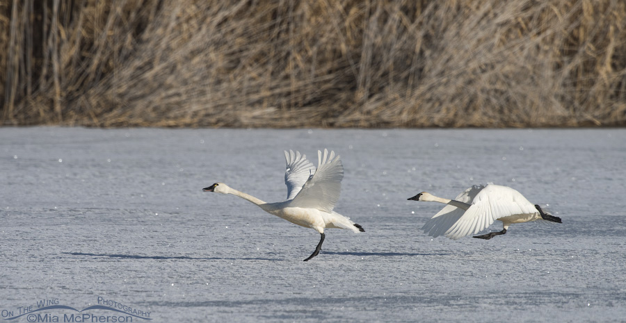 Tundra Swans gaining speed for lift off at Bear River Migratory Bird Refuge, Box Elder County, Utah