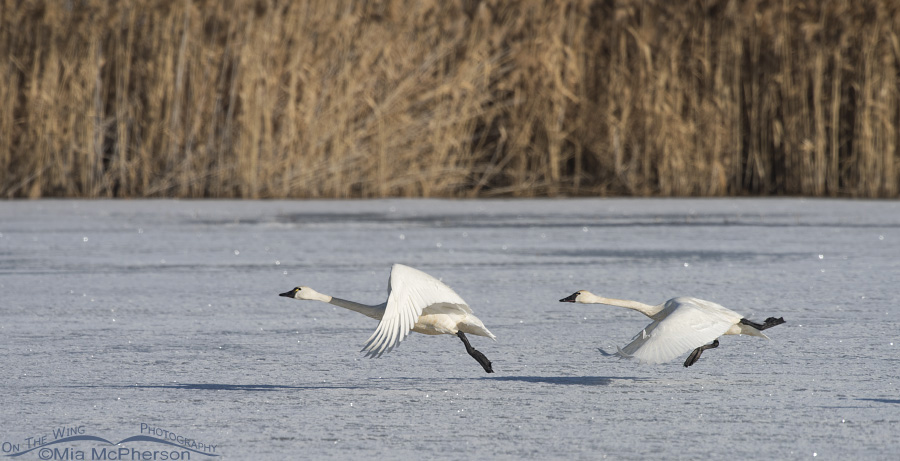 Tundra Swans at lift off from ice at Bear River Migratory Bird Refuge, Box Elder County, Utah