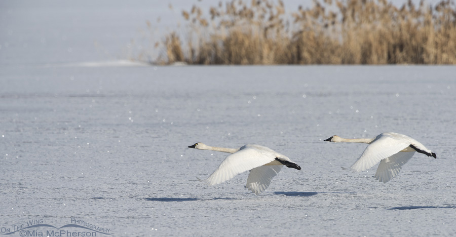 Tundra Swans after lift off from ice at Bear River Migratory Bird Refuge, Box Elder County, Utah