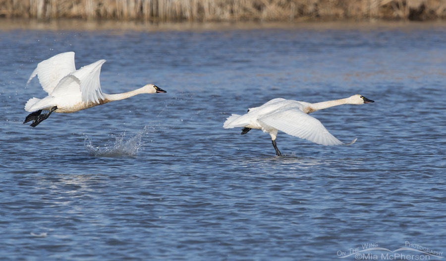 Tundra Swans lifting off from the water, Bear River Migratory Bird Refuge, Box Elder County, Utah