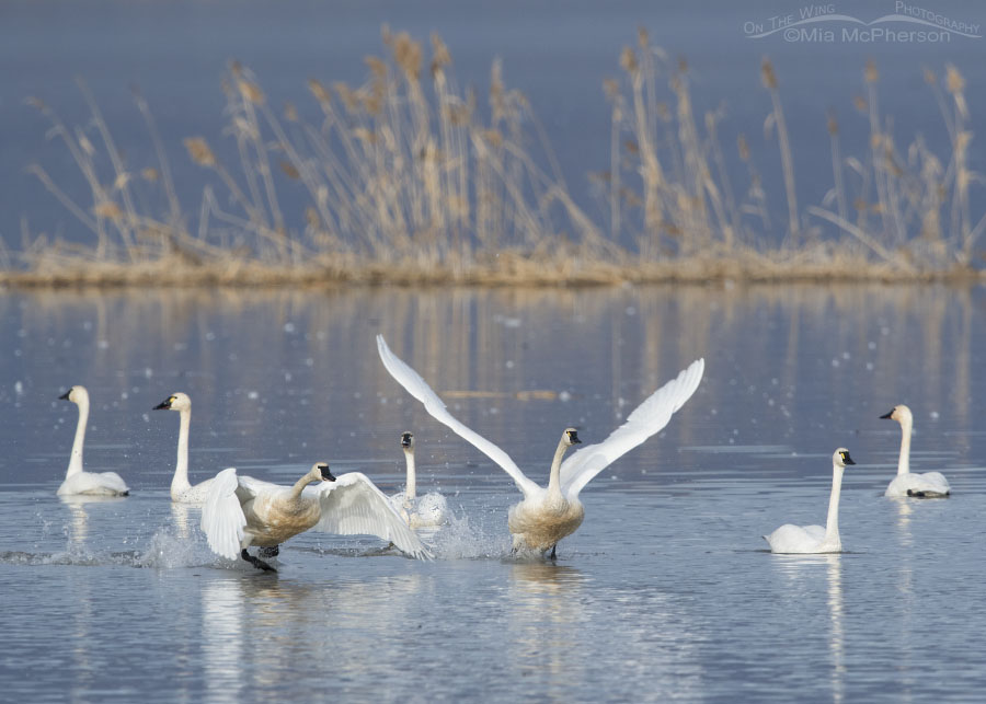 Tundra Swans lifting off from the Bear River Migratory Bird Refuge, Box Elder County, Utah