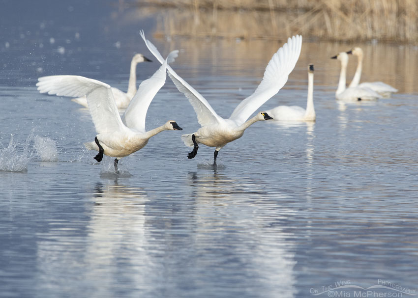 Two running Tundra Swans lifting off from Bear River Migratory Bird Refuge