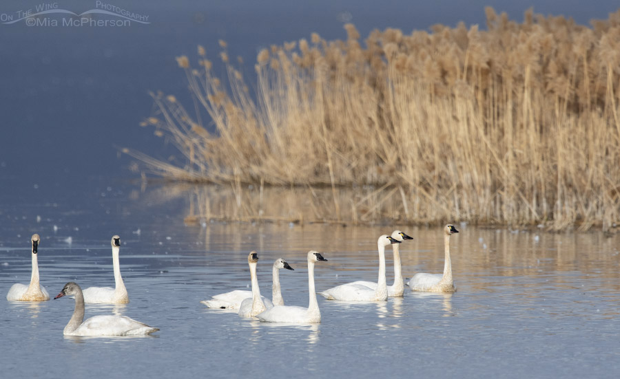 Tundra Swans just before taking flight from the marsh at Bear River MBR, Box Elder County, Utah