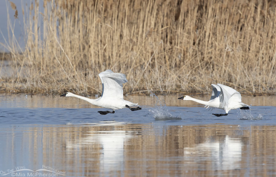 Pair of Tundra Swans running on the water to lift off from a marsh, Bear River Migratory Bird Refuge, Box Elder County, Utah