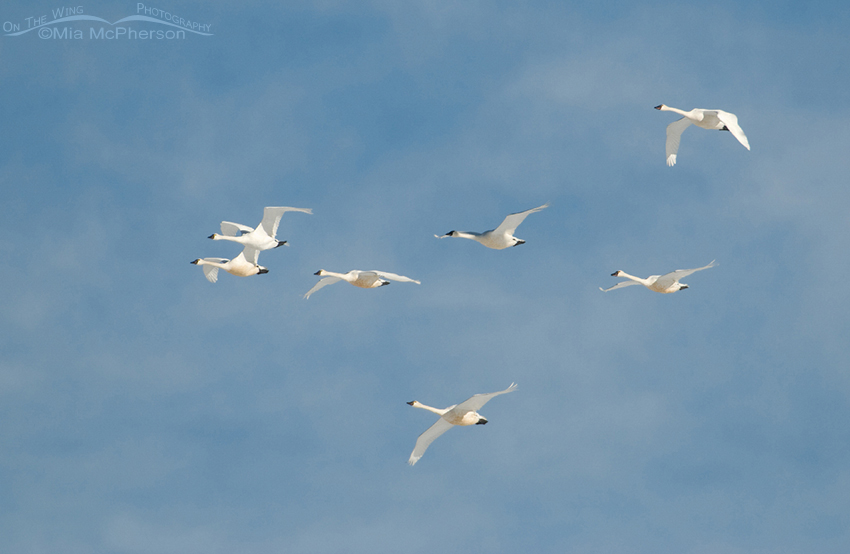 Tundra Swans in flight over the marshes at Farmington Bay WMA in Davis County, Utah