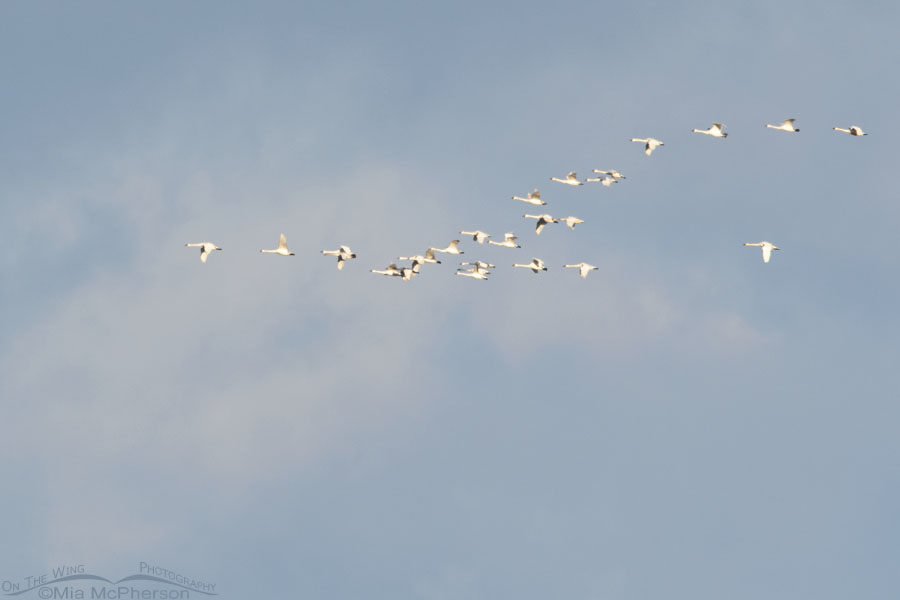 Twenty-five Tundra Swans in flight, Farmington Bay WMA, Davis County, Utah
