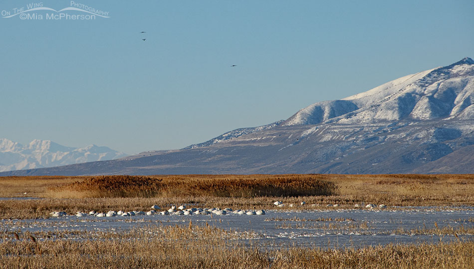 Resting Tundra Swans and snow tipped mountains, Bear River Migratory Bird Refuge, Box Elder County, Utah