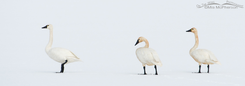 White on White - Tundra Swan Delight at Antelope Island State Park, Davis County, Utah