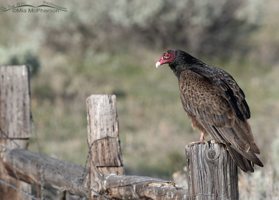 Adult Turkey Vulture on an old wooden fence, Box Elder County, Utah