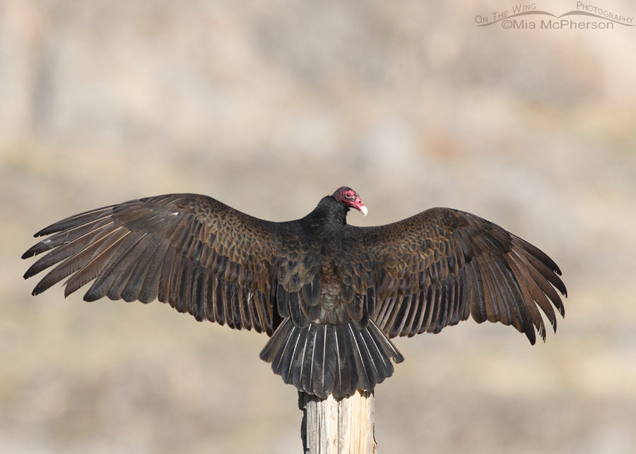 Spring Turkey Vulture warming up in morning light, Box Elder County, Utah