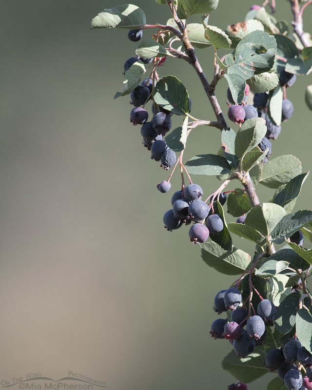 Utah Serviceberries in the Wasatch Mountains, Morgan County, Utah
