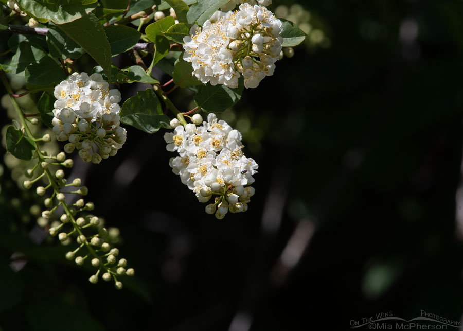 Chokecherry in bloom in the Wasatch Mountains, Morgan County, Utah