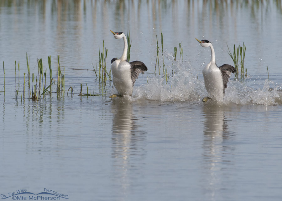 Western Grebe Images