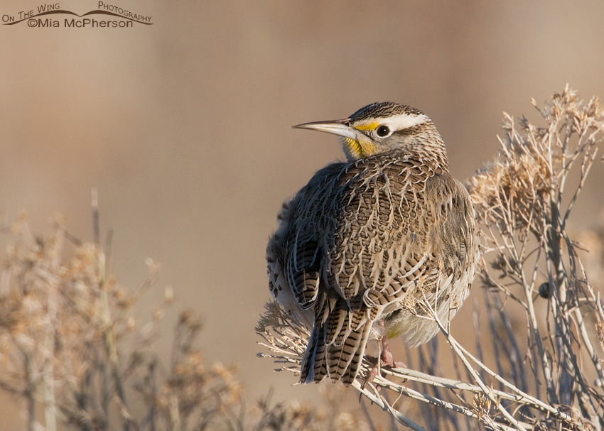 Western Meadowlark (Sturnella neglecta), Antelope Island State Park, Davis County, Utah