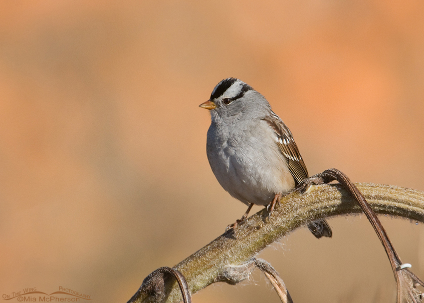Adult White-crowned Sparrow with a Pumpkin Patch in the background, northern Utah