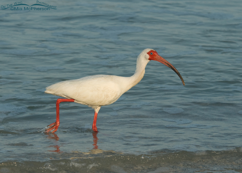 White Ibis adult in breeding plumage walking along the shore, Fort De Soto County Park, Pinellas County, Florida