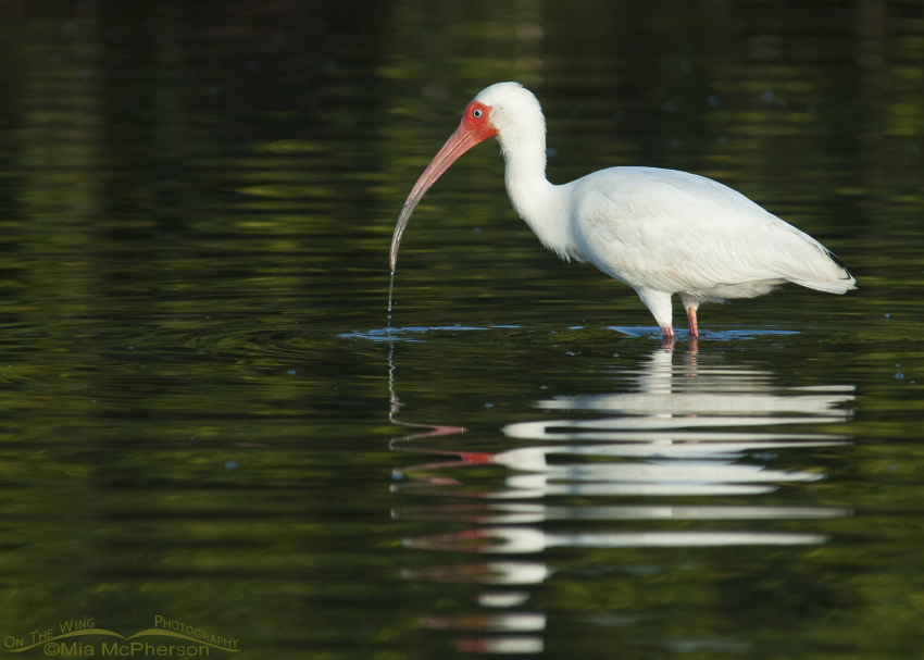 White Ibis with green mangrove reflections, Fort De Soto County Park, Pinellas County, Florida