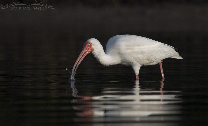 White Ibis feeding with dark mangrove reflections, Fort De Soto County Park, Pinellas County, Florida