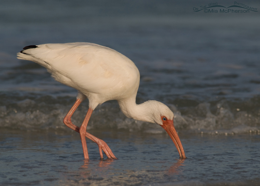 Angry looking White Ibis, Fort De Soto County Park, Pinellas County, Florida
