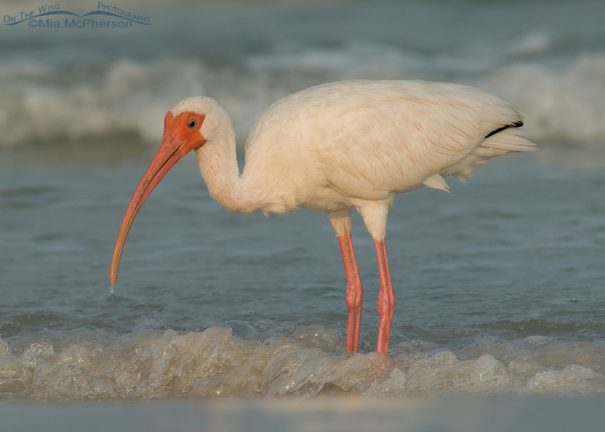 White Ibis adult in nonbreeding plumage, Fort De Soto County Park, Pinellas County, Florida