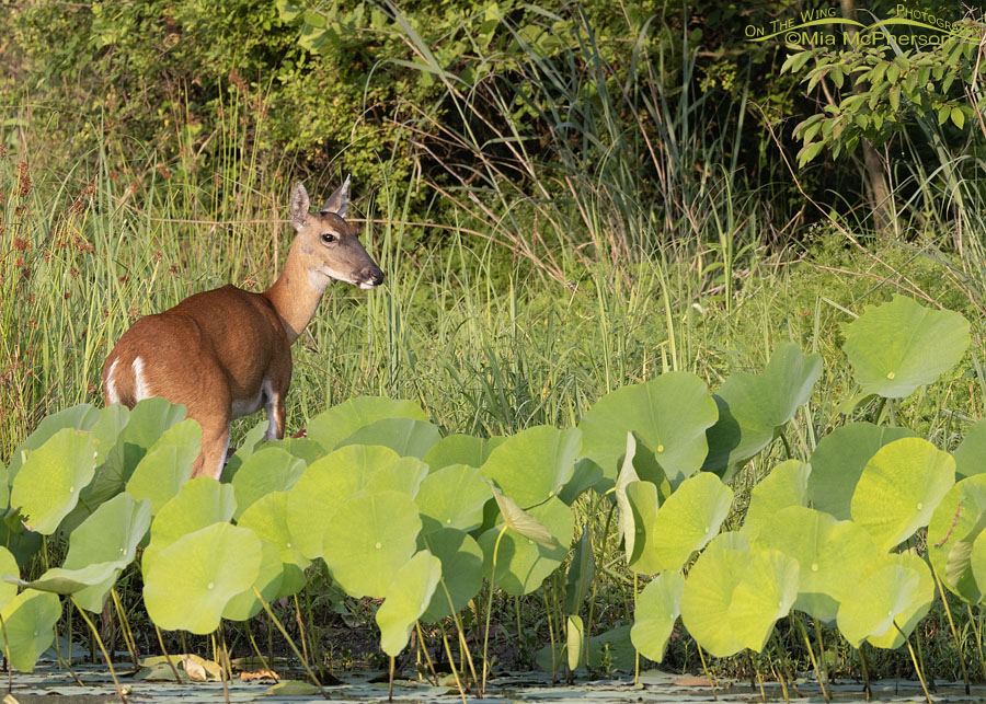 Doe White-tailed Deer in lotus leaves, Sequoyah National Wildlife Refuge, Oklahoma