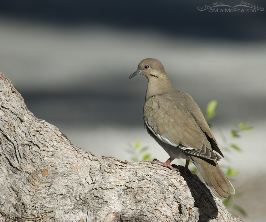 White-winged Dove relaxing in a tree root at Fort De Soto County Park in Pinellas County, Florida