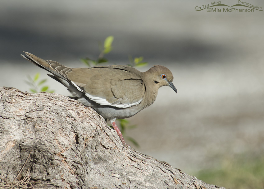 White-winged Dove walking on tree root, Fort De Soto County Park, Pinellas County, Florida