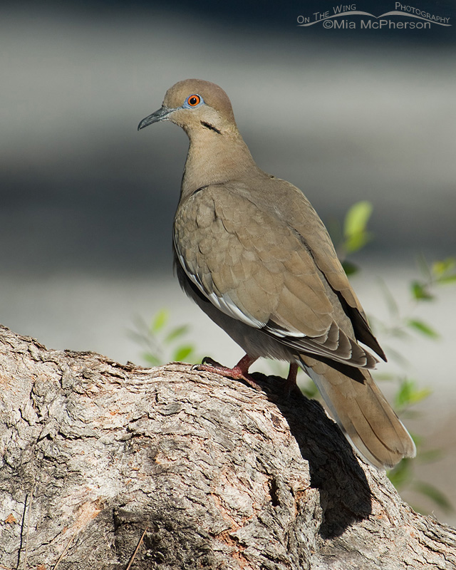 White-winged Dove perched on a tree root, Fort De Soto County Park in Pinellas County, Florida