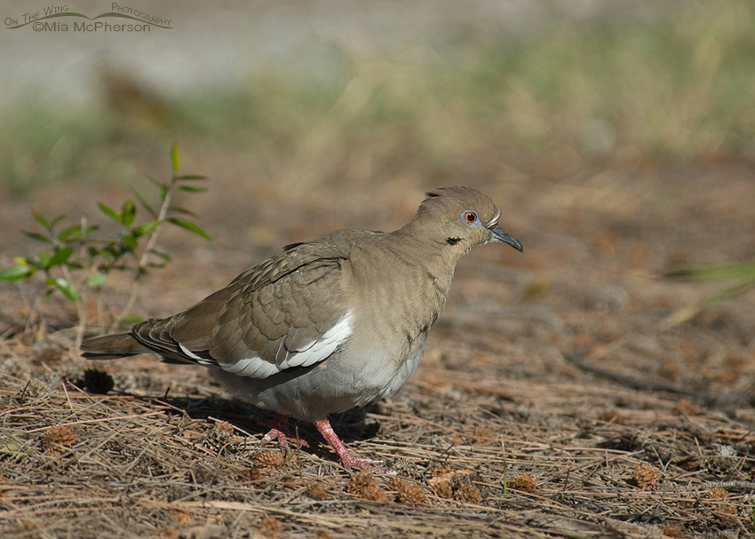 White-winged Dove on the ground, Fort De Soto County Park in Pinellas County, Florida