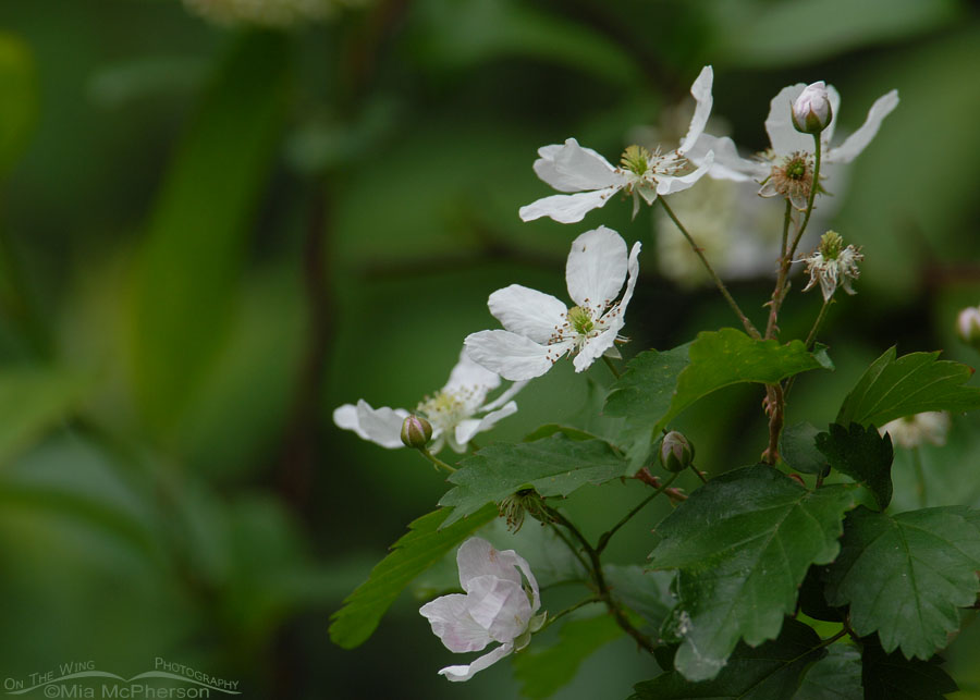 Wild Blackberry in bloom at Sawgrass Lake Park, Pinellas County, Florida