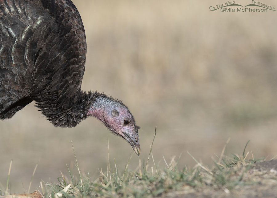 First fall Wild Turkey close up, West Desert, Tooele County, Utah