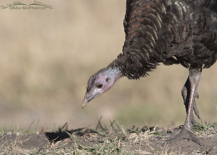 Close up of a first fall Wild Turkey hen, West Desert, Tooele County, Utah