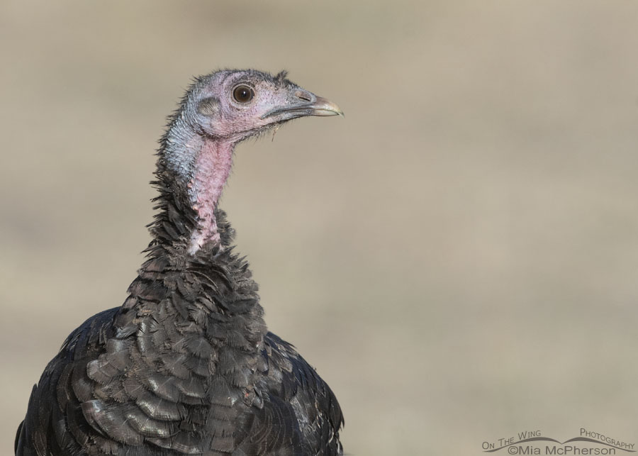 Wild Turkey portrait in fall, West Desert, Tooele County, Utah