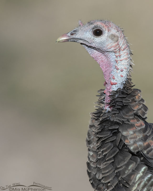 Wild Turkey close up in autumn, Stansbury Mountains, West Desert, Tooele County, Utah