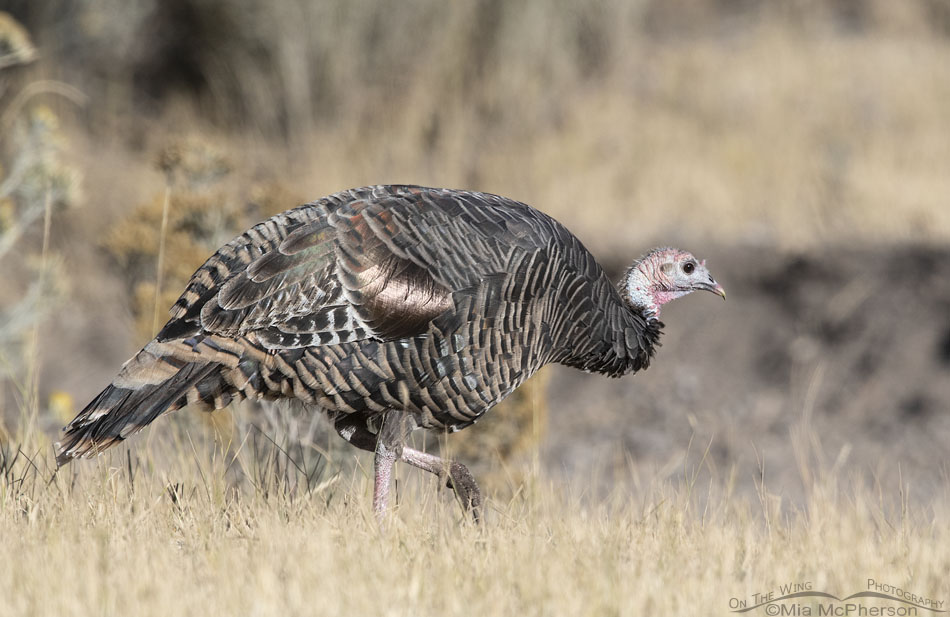Wild Turkey hen foraging in autumn grasses, West Desert, Tooele County, Utah