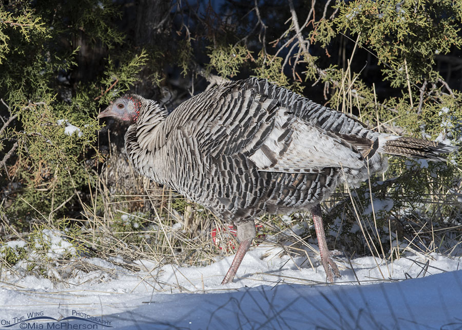 Smoke phase Wild Turkey hen in fresh snow, West Desert, Tooele County, Utah