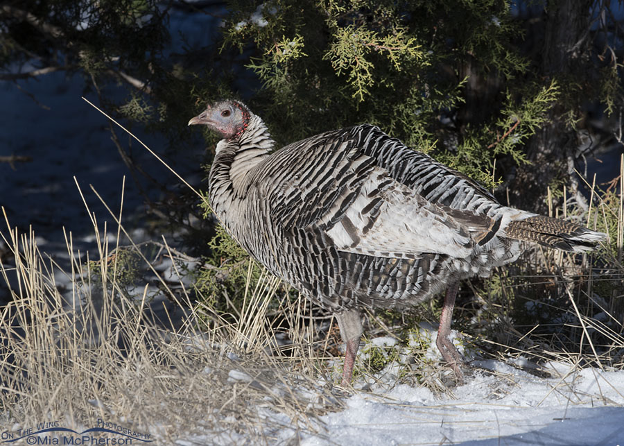 Smoke phase Wild Turkey hen in junipers, West Desert, Tooele County, Utah