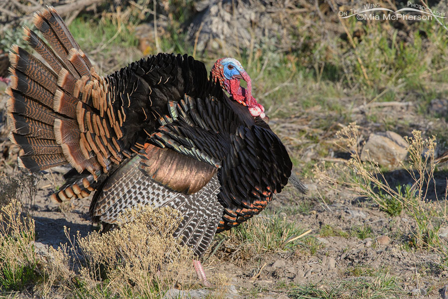 Wild Turkey tom displaying close up, Box Elder County, Utah
