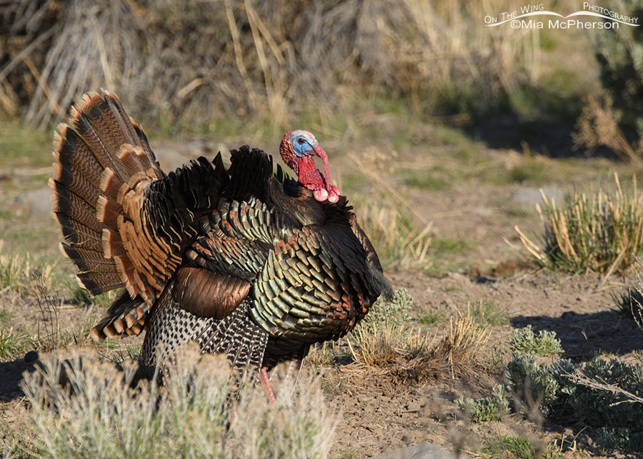 Tom Wild Turkey displaying in northern Utah